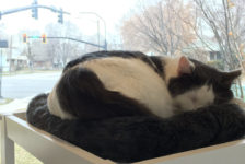 Salt Lake’s first cat cafe might reflect an increase in “cat-centric” environments