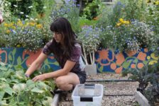 Student’s return to regular workdays in organic garden, give back to community