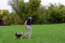 Lucy Wilks shares dog training tips and experiences